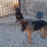 واگذاری سه عدد سگ ژرمن و روت وایلر|سگ|اصفهان, بهارستان|دیوار