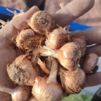 پیاز زعفران. زمین- کشاورزی. باغچه. گلدان