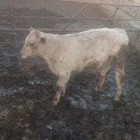 حیوان|حیوانات مزرعه|نیشابور, مازول|دیوار