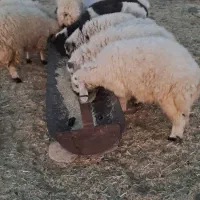 بره پلواری جوخار|حیوانات مزرعه|کهنوج, |دیوار