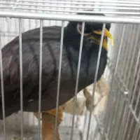 مرغ مینای سخن گو