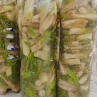 ترشی بیلهر