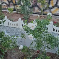 باغچه چهاردیواری سند تک برگ نقدواقساط