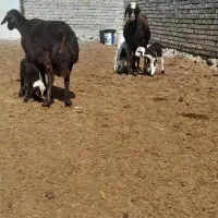 میش بره