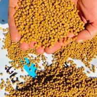 خوراک ماهی کپور