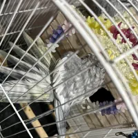 عروس هلند نروماده