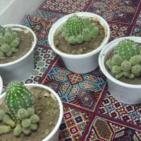 کاکتوس|گل و گیاه طبیعی|نمین, |دیوار