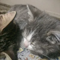 واگذاری بچه گربه و یک گربه تاکسیدو|گربه|ارومیه, |دیوار