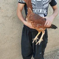 مرغ لاری|حیوانات مزرعه|کبودرآهنگ, |دیوار