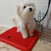 سگ خانگی نژاد اشپیتز|سگ|بروجن, |دیوار