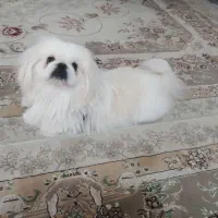 فروش سگ پیکینیز یک ساله نر