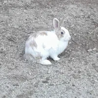 خرگوش زیبا سرحال