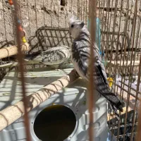 سه جفت عروس هلندی کارداده  سه تا رام|پرنده|بوکان, |دیوار