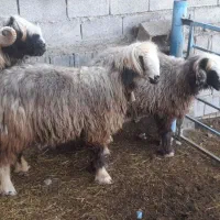 میش داشتی|حیوانات مزرعه|مسجد سلیمان, |دیوار