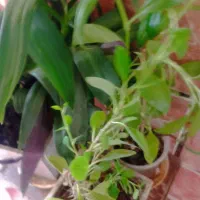 باسلام حدود پنجاه عدد گل تزیینی یا آپارتمانی