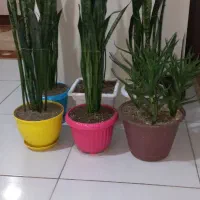 گل وگلدان آپارتمانی|گل و گیاه طبیعی|گرمدره, |دیوار