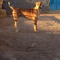 حیون نسل دار|سگ|تربت جام, جامرود|دیوار