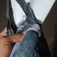 سبز دم سفید تخت|پرنده|جیرفت, |دیوار