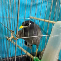 مرغ مینا|پرنده|نیشابور, شهرک اندیشه|دیوار