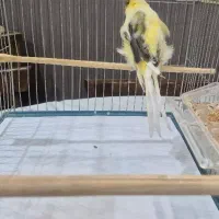 قناری ماده رسمی بلند|پرنده|تهران, امیریه|دیوار