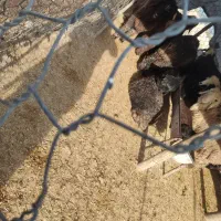 بره