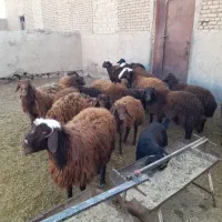 گوسفند زنده همراه با قصاب