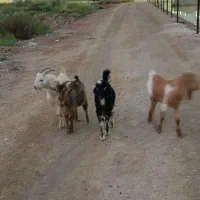 چنابیش