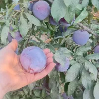 انواع نهال لیبلدار میوه و خشکبار|خدمات باغبانی و درختکاری|مرند, |دیوار