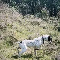 پوینتر انگلیسی ماده خوش رنگ|سگ|گرگان, |دیوار