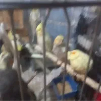 کوتوله برزیلی/ جوجه عروس هلندی|پرنده|صدرا-فارس, فاز ۱|دیوار