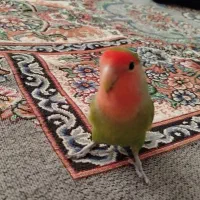 طوطی برزیلی|پرنده|ری, علایین|دیوار