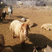 میش چاق چاق برای کشتن