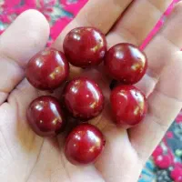 آلبالو مجاری درشت