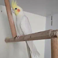 عروس هلندی لوتینو نر و ماده مولد