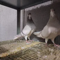 خرقه روس نقره ای|پرنده|اصفهان, عطار نیشابوری|دیوار