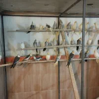 عروس هلندی|پرنده|ارومیه, |دیوار