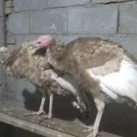 بوقلمون بوربن|حیوانات مزرعه|خسروشاه, |دیوار