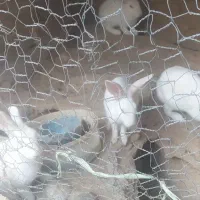 خرگوش 5ماهه