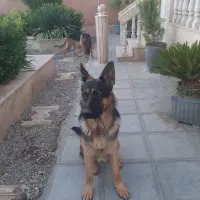 توله ژرمن ۱۱ ماهه نر دو رنگ شجره دار|سگ|بوئین زهرا, |دیوار