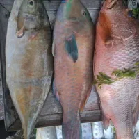 مرغ منجمد و ماهی جنوب تازه|خوردنی و آشامیدنی|نیشابور, کوی فرهنگیان|دیوار