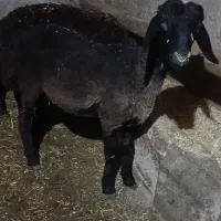 بره چاق