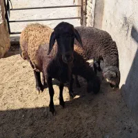 میش دوقلو و بره