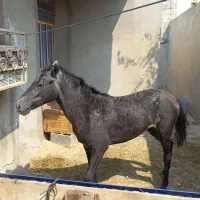 اسب مادیون کرد