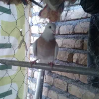 دوتا ماده طوقی|حیوانات|کرمان, |دیوار