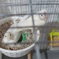 جفت قناری سفید با یک تخم ۹روزه گرفته