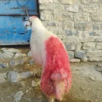 قوچ سنجابی|حیوانات مزرعه|شیروان (لرستان), |دیوار