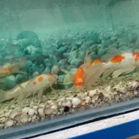 ۱۰ عدد ماهی کوی نژاد کوآکو دونه ایی ۱ میلیون