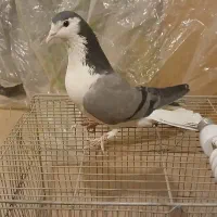 کبوتر بدرنگ