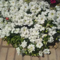 انواع خدمات باغبانی
