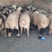 بره نر